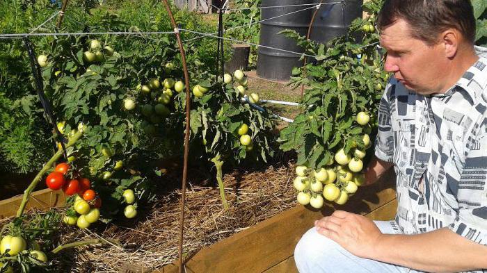 Tomato Snowy Tale: Kasvava, arvostelut, valokuvat