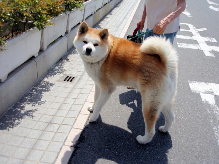 Akita Inu