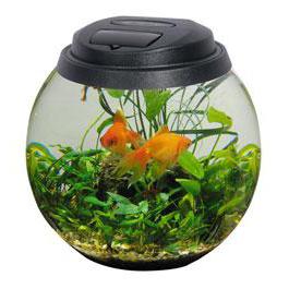 Aqua Aquarium