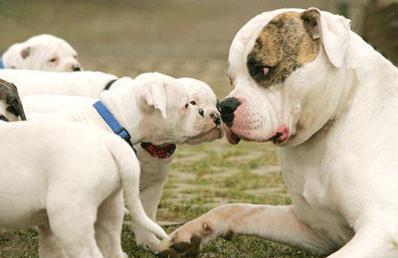 American Great Dane: rodun kuvaus