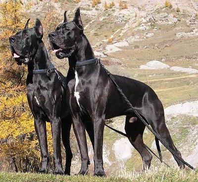 Great Dane on miehen paras ystävä