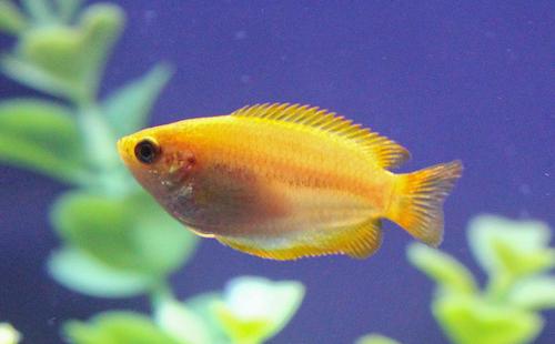 gourami-koot