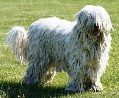 Komondor (Unkarinpaimenkoira): kuvaus rodusta, luonteesta ja valokuvasta