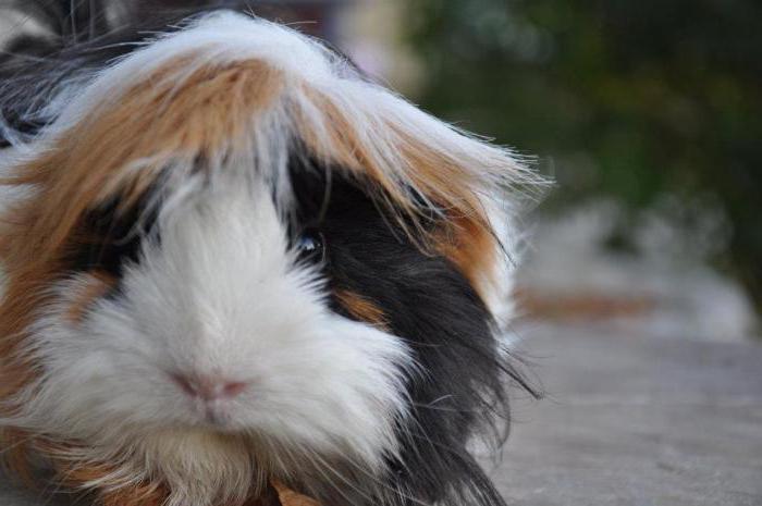 Guinea Pig Longhair 