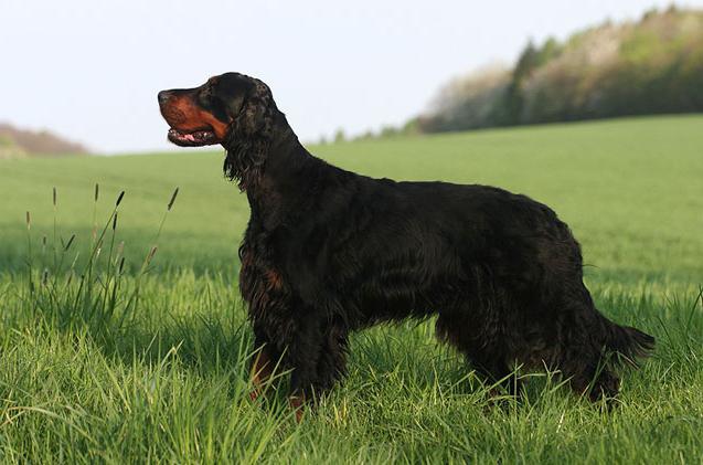 Metsästyskoira Scottish Setter (Setter-Gordon)