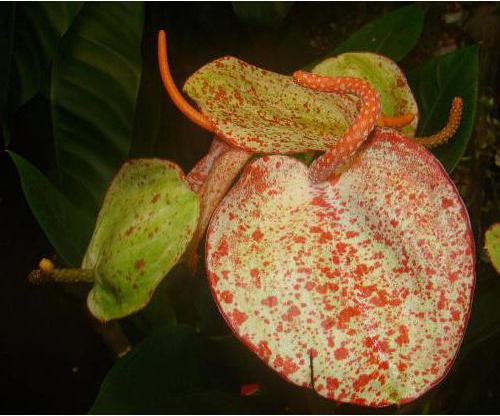 Anthurium Scherzer: kotihoito, kuvaus, jäljentäminen ja arvostelut