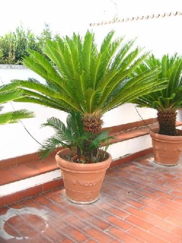 Cycas. Trooppisen vierailijan kotihoito