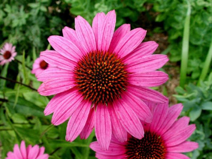 Kukat Echinacea purpurea