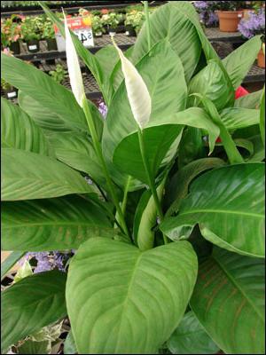 Kukat spathiphyllum - 