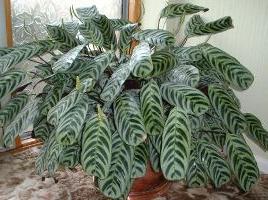 Koriste-leaved houseplants: erilaisia ​​kalatei