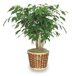 Ficus Benjamin keltaiset lehdet