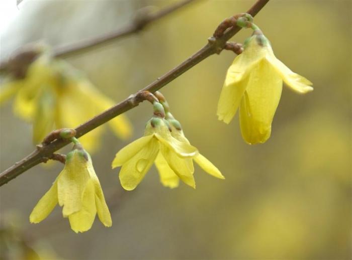 Forsythia - pensaat kultaisilla kukilla: ihanteellinen puutarhaan