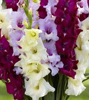 Gladiolus: hoito ja viljely. Kokeneiden puutarhurien neuvonta