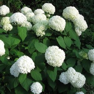 Hortensia Siperiassa: istuttaminen ja hoito koristekasveille