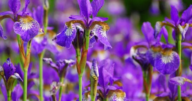 Iris: istuttaa ja hoitaa kauniita kukkia