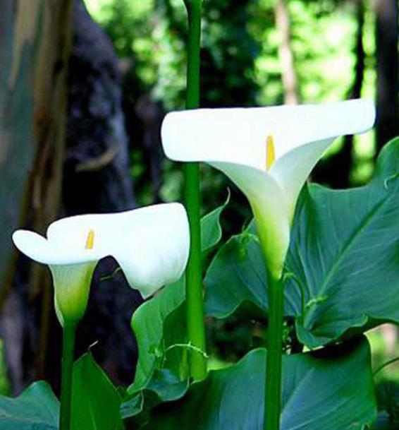 calla Etiopian koti