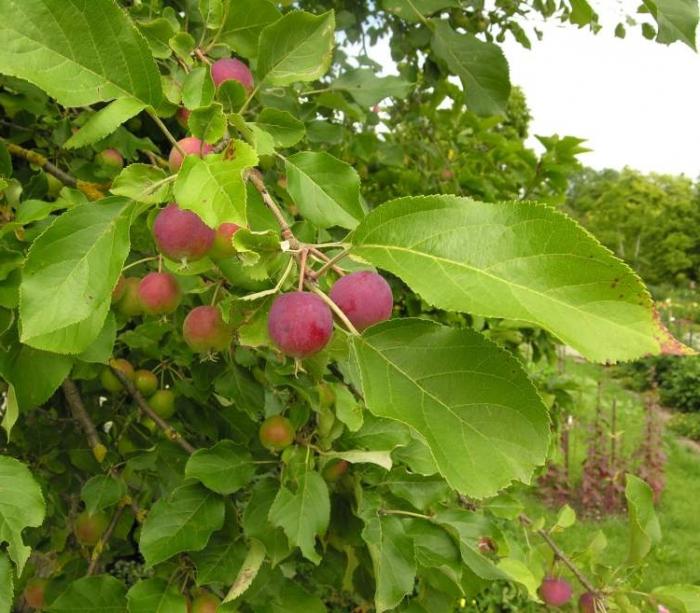 Kiinalainen (omenapiirakka) on paratiisipuu