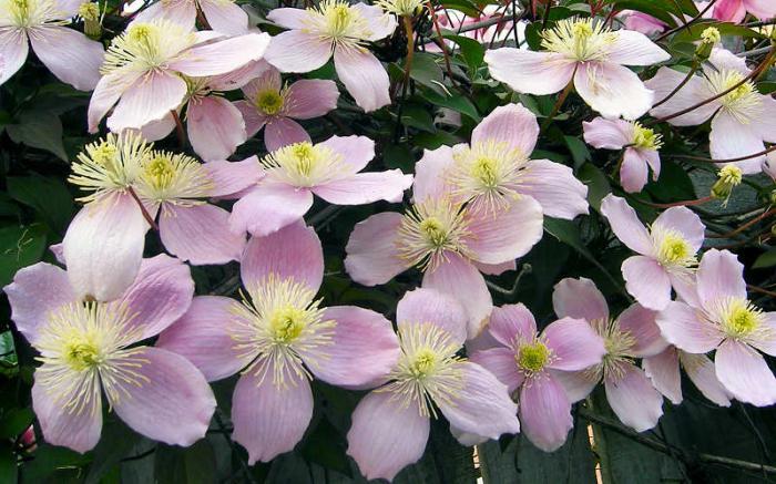 Clematis vuoren vaaleanpunainen: istutus ja hoito, arvostelut, valokuvat