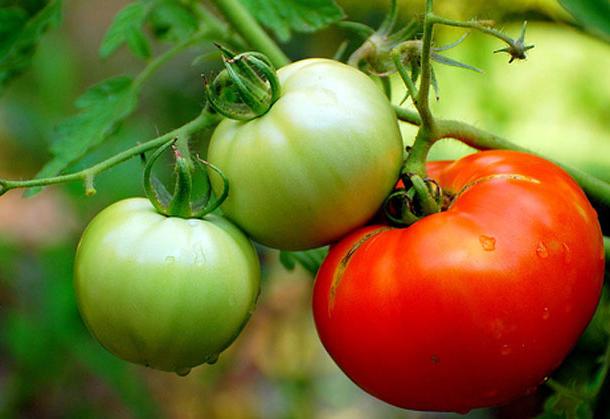 Milloin istutetaan tomaatin taimet avoimessa maassa