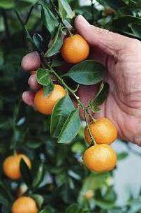 Kumquat: kasvaa kotona