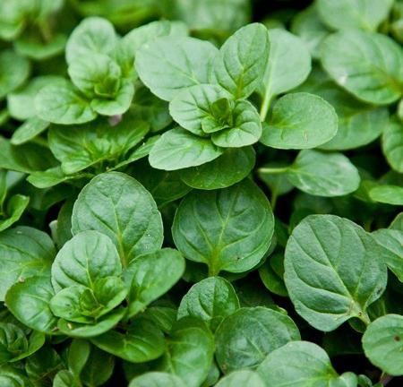 Lemon Mint: miten kasvattaa sitä?