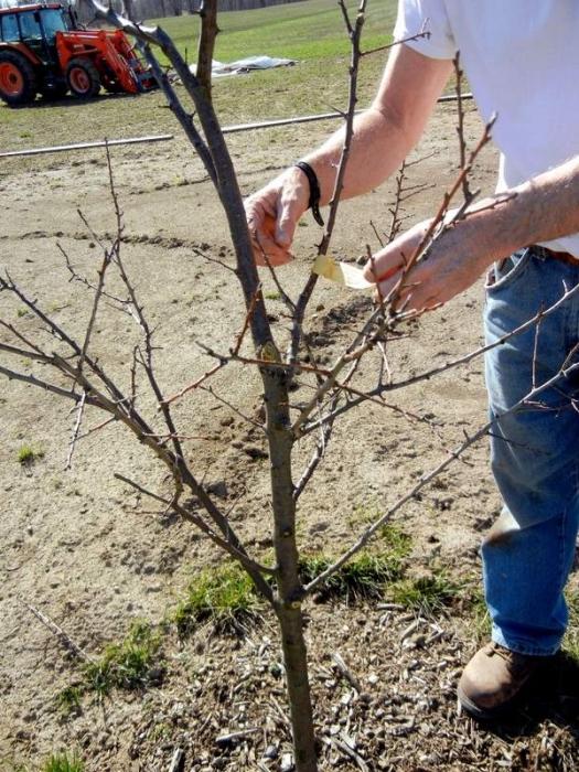 Leikkaaminen omenapuita keväällä: vinkkejä puutarhurit