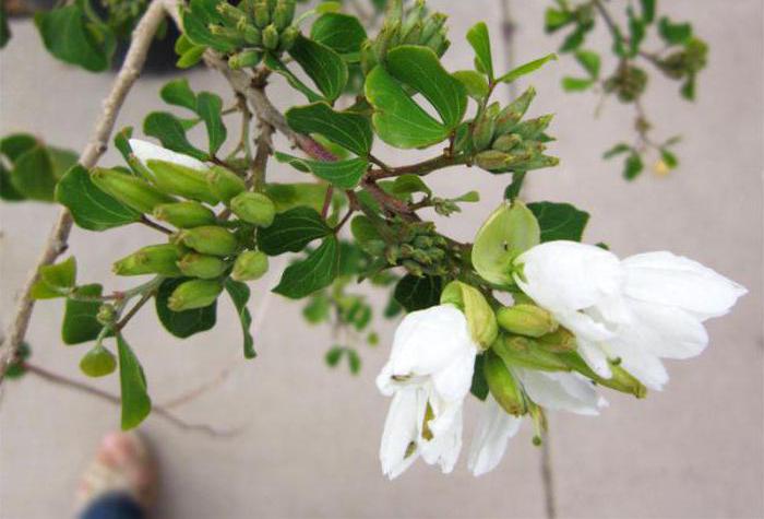 Orchid tree (bauhinia): kasvaa siemenistä kotona