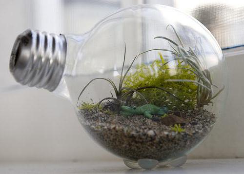 Greening asunnon ja ei hoitaa kasveja. Kuinka tehdä ikuinen terrarium