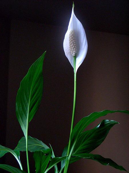 spathiphyllum kotihoito 