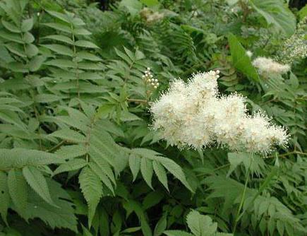 Spirea rowan lähtee