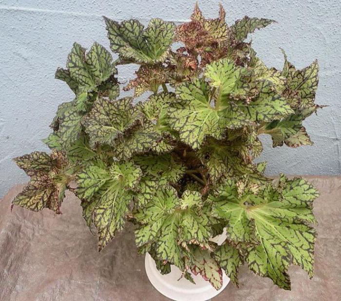 begonia tiikeri valokuva