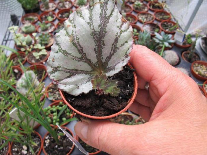 begonia tiikeri