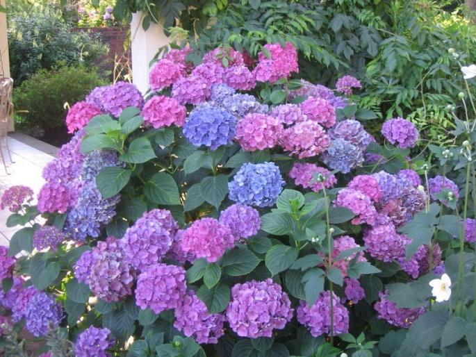 hydrangea puun kaltainen valokuva