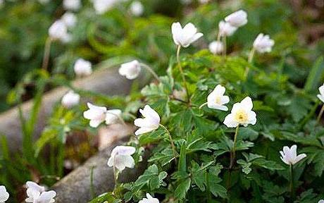 Kasvava anemoni on jännittävä aktiviteetti