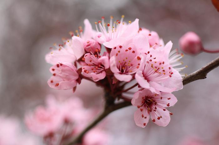 Japanilainen luumu: kuinka kasvaa kotona?