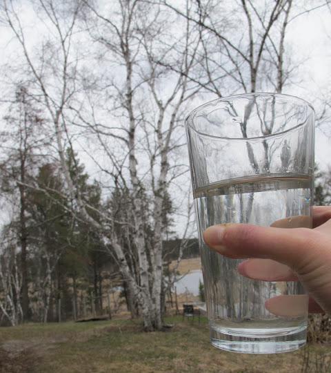 miten sulata koivun mehu sitruunalla 