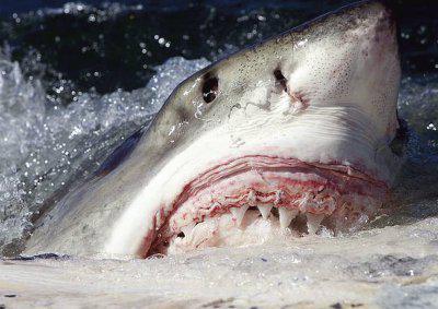 Sharks-cannibals: hyökkäysten syyt ja elinympäristön maantiede. Mitkä hait käyttävät useimmin ihmisiä?