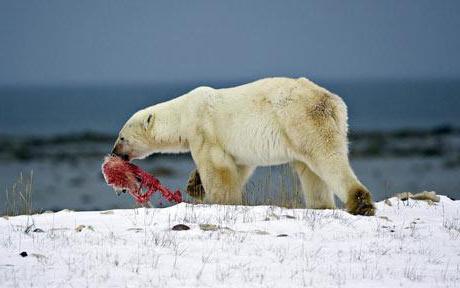 Mitä jääkarhut syövät? Pitääkö pingviinien jääkarhu syödä?