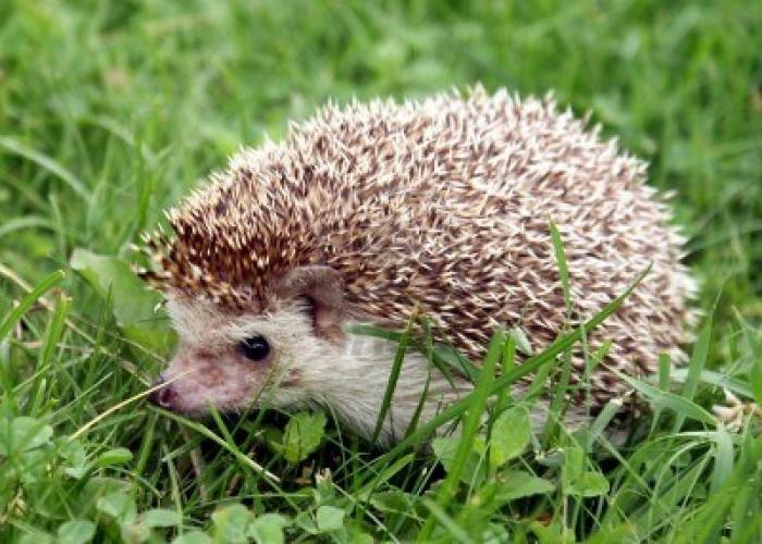 Mitä hedgehogs syövät? Mielenkiintoisia tietoja