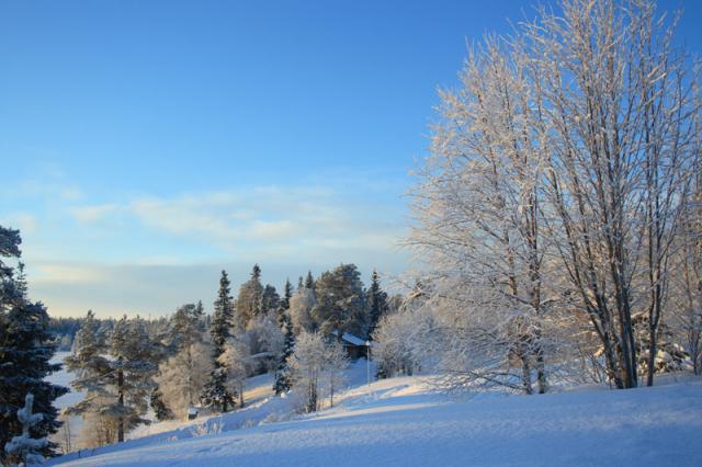 Lapin valtion metsä