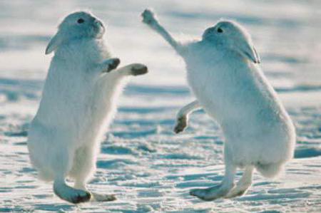 Arctic Hare Arctic Hare