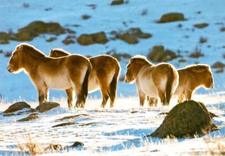 syyt Mongolian teräväksi mannermaiselle ilmastolle