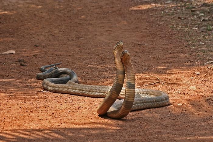 Royal Cobra luonnossa