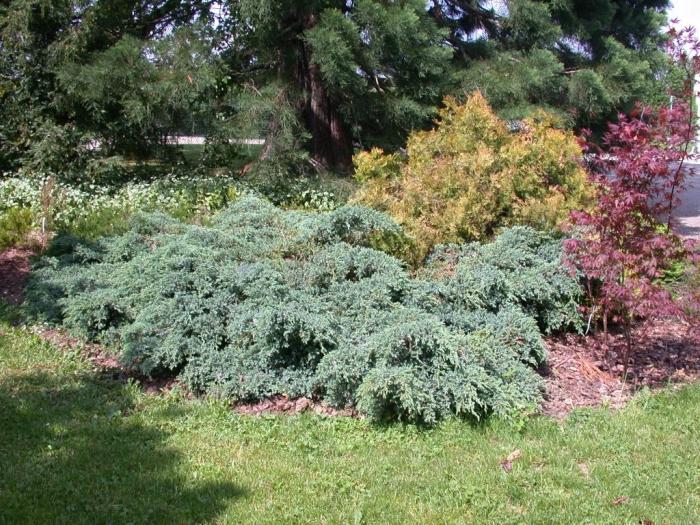 Juniperus Blue Carpet - havupuiden koristepensaat