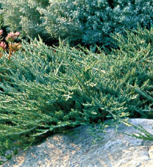 Juniper on horisontaalinen - maisemasuunnittelijoiden suosikki