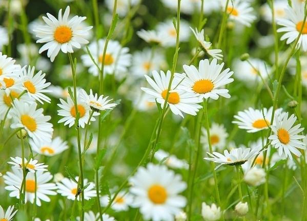 Leucanthemum vulgare - tavallinen kamomilla, jolla on epätavallisia ominaisuuksia