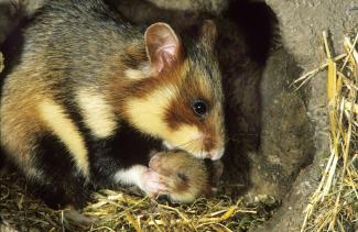 Tavallinen hamsterikriisikurkku