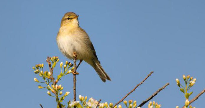 lintu chiffchaff