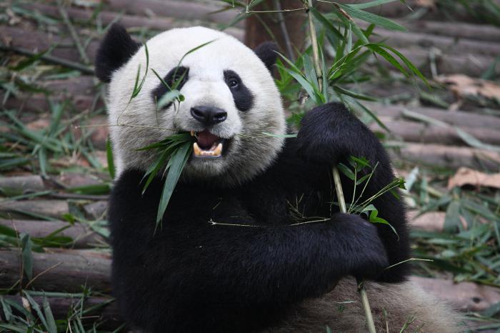 "Pehmo" kantaa. Mitä pandas syödä?