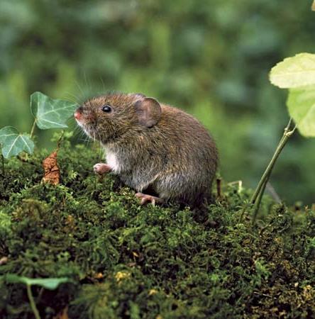 Vole on hiiri levitettynä kaikkialla